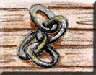 Wanna Link? button