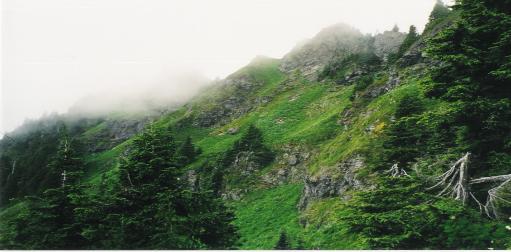 Alpine Meadow... 