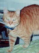 A.B.--147 Cat-Years old and still feisty!