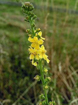 Agrimony (Agrimonia eupatoria)