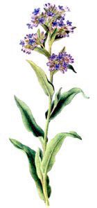 Alkanet (Anchusa officinalis)