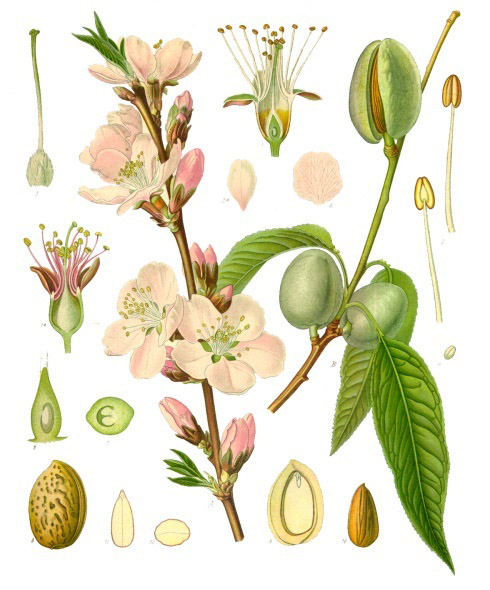 Almond (Prunus dulcis)