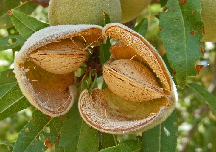 Almond (Prunus dulcis)