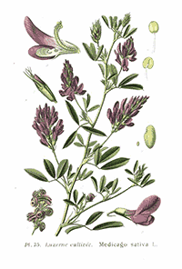 Alfalfa (Medicago sativa)