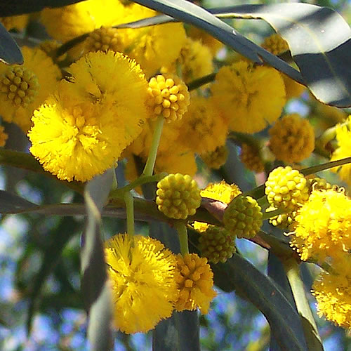 Acacia Senegal