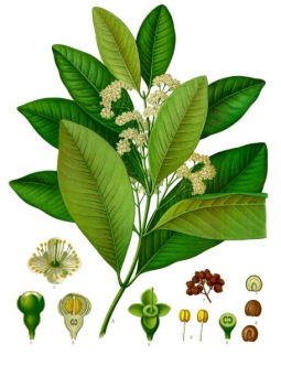 Allspice (Pimenta dioica)